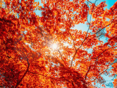 Autumn Sun Shining Through Canopy Of Tall Maple Tree Wood. Sunlight In Forest, Summer Nature. Upper Branches Of Deciduous Trees Background. Nobody. Environment Concept.